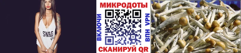 Галлюциногенные грибы Psilocybine cubensis  закладка  Кулебаки 